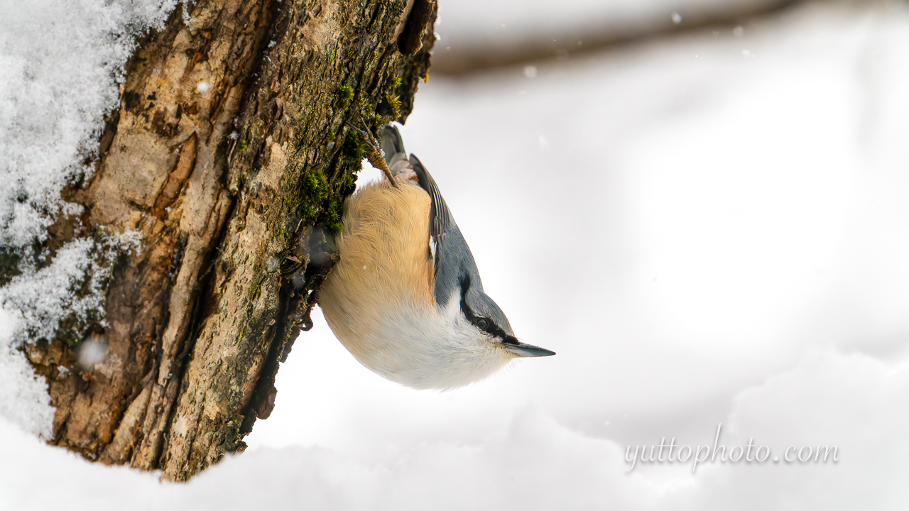 yuttophoto_060001