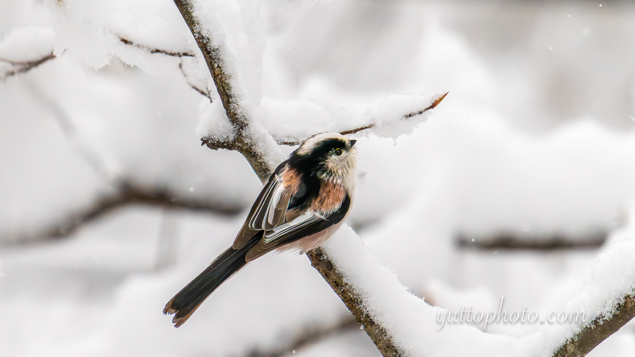 yuttophoto_060002