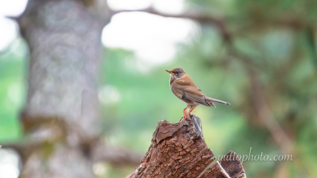 yuttophoto_060004