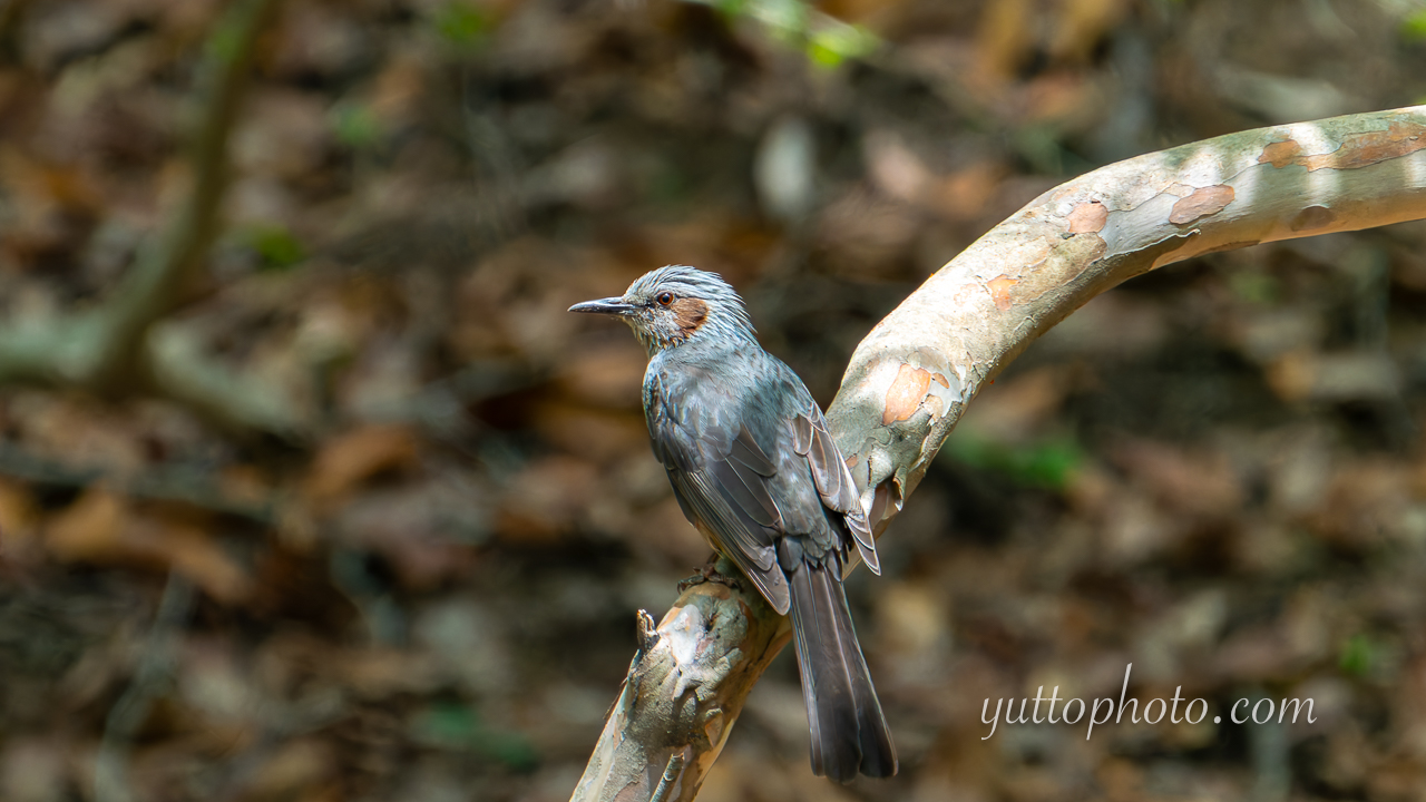 yuttophoto_060006