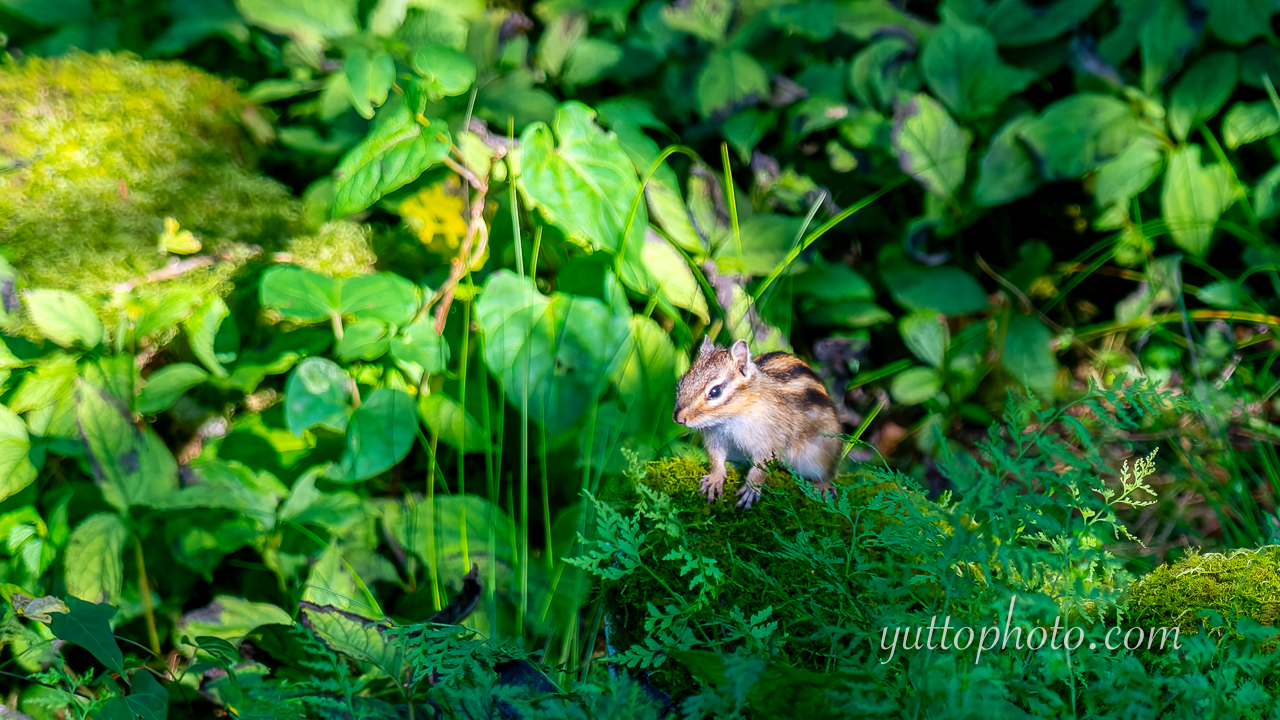 yuttophoto_060007