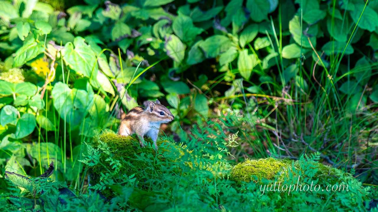 yuttophoto_060008