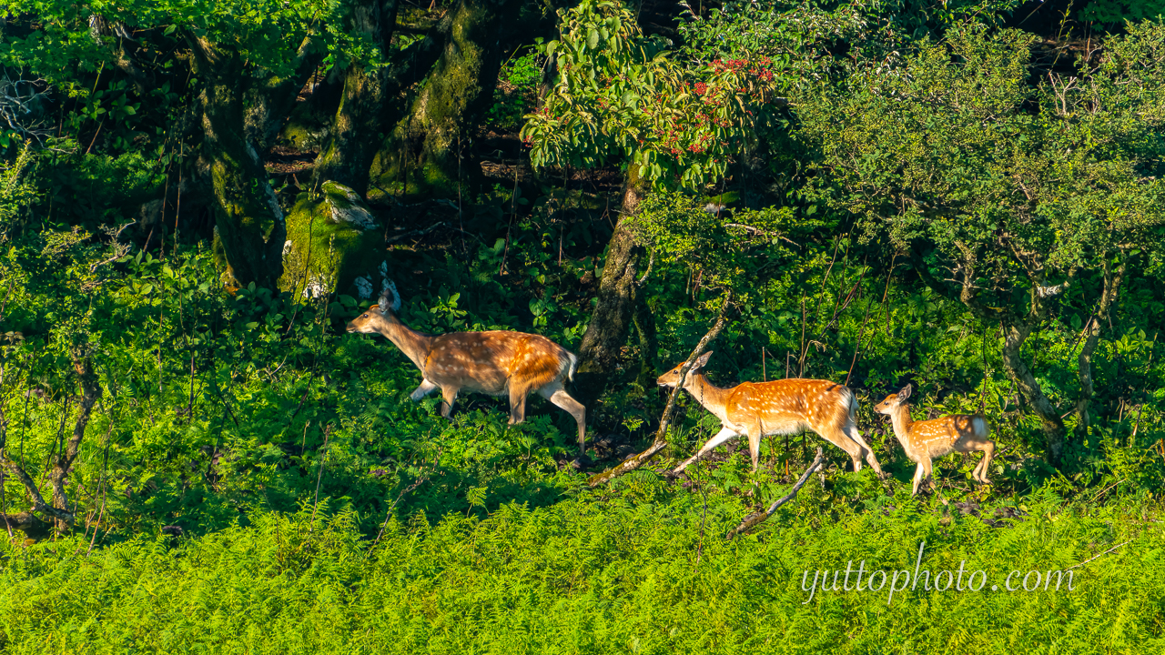 yuttophoto_060009