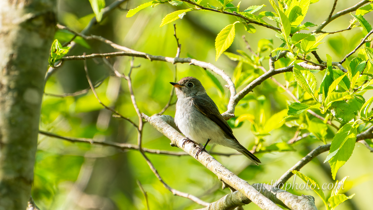 yuttophoto_060010