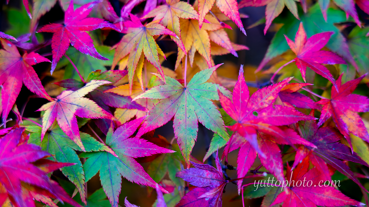 yuttophoto_060017