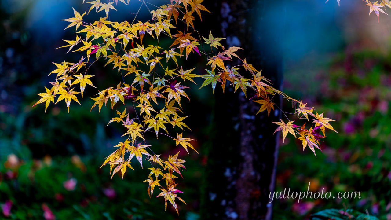 yuttophoto_060018