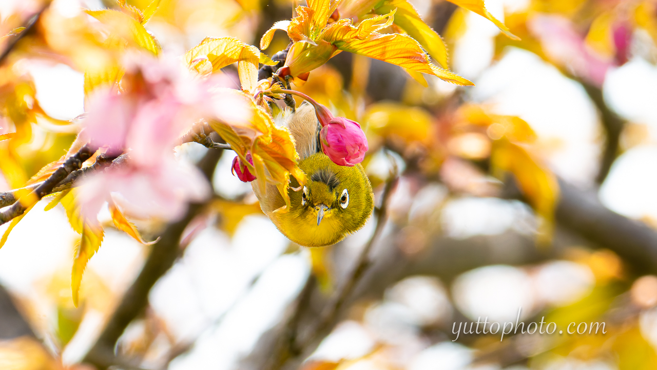 yuttophoto_060019