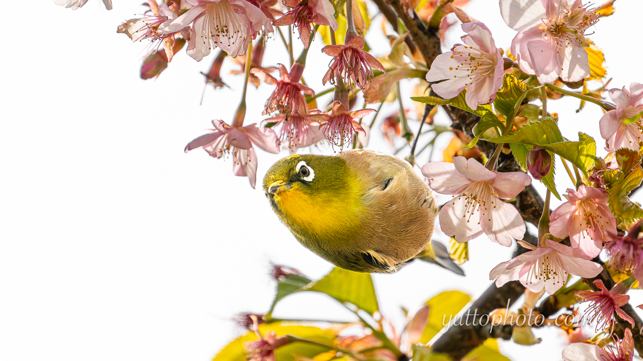 yuttophoto_060020