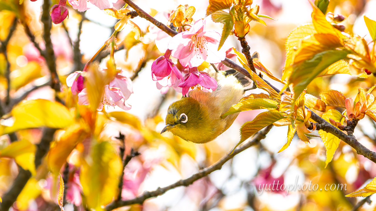 yuttophoto_060021