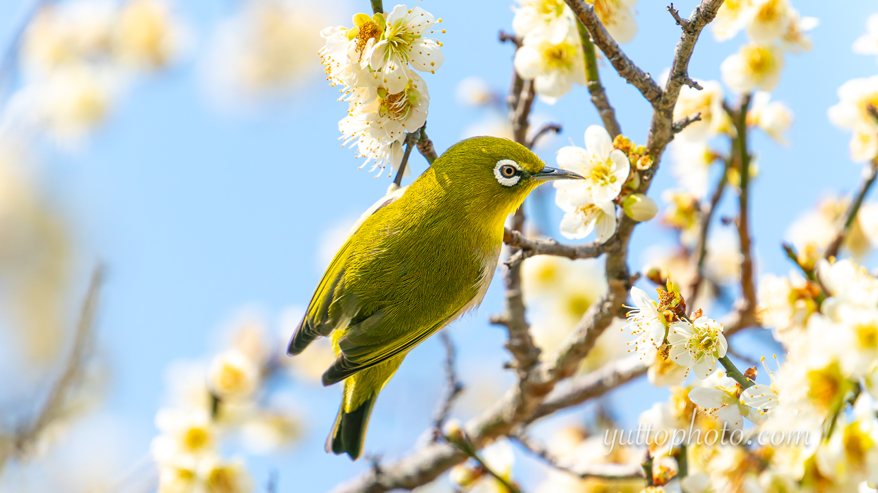 yuttophoto_060022