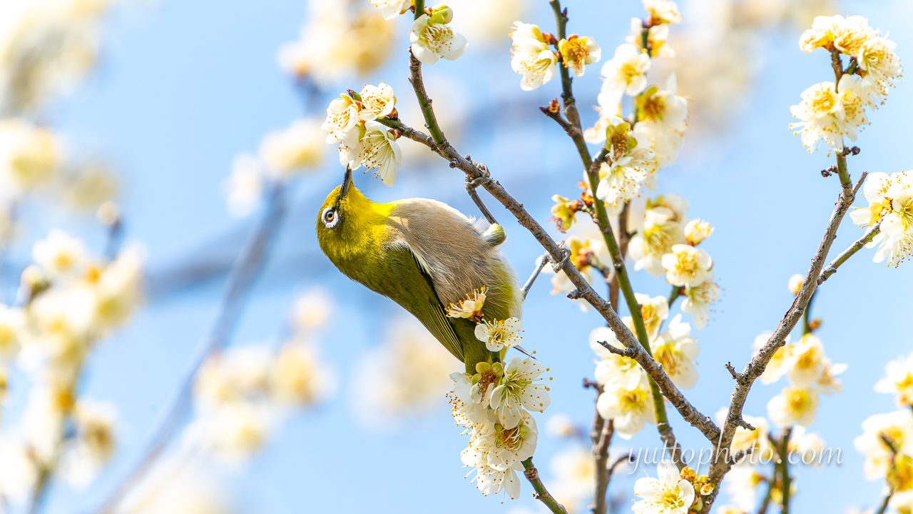 yuttophoto_060023