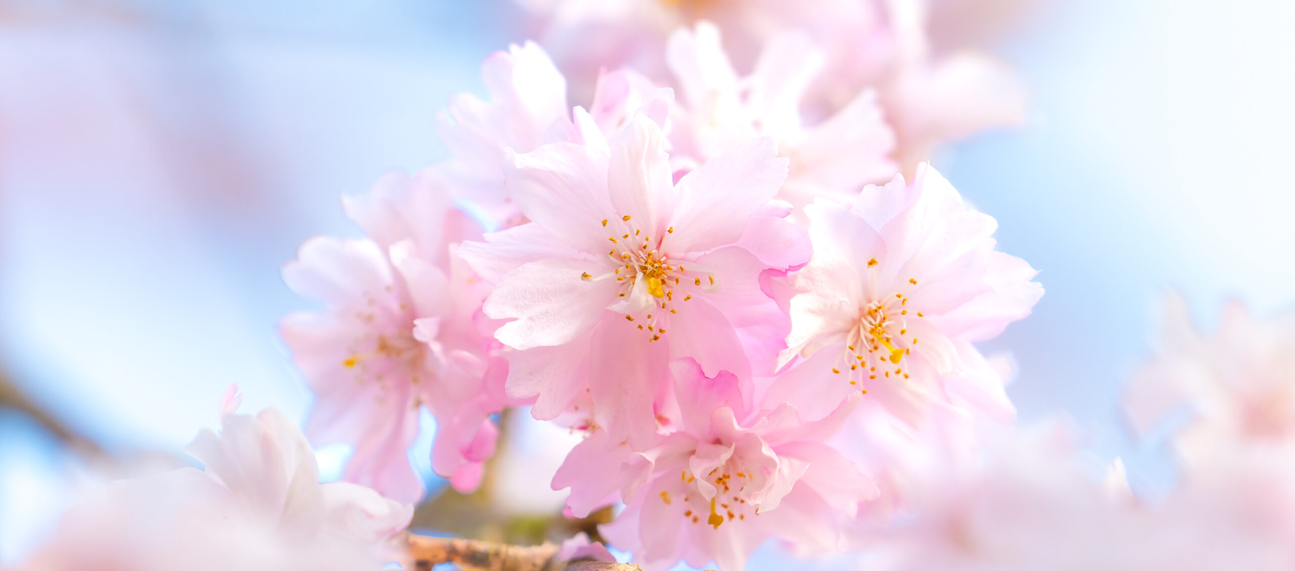 yuttophoto