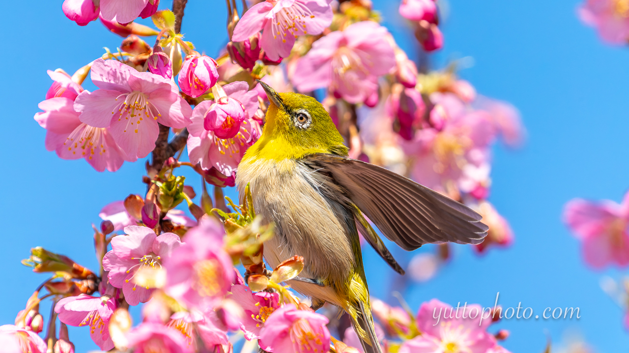 yuttophoto_060024