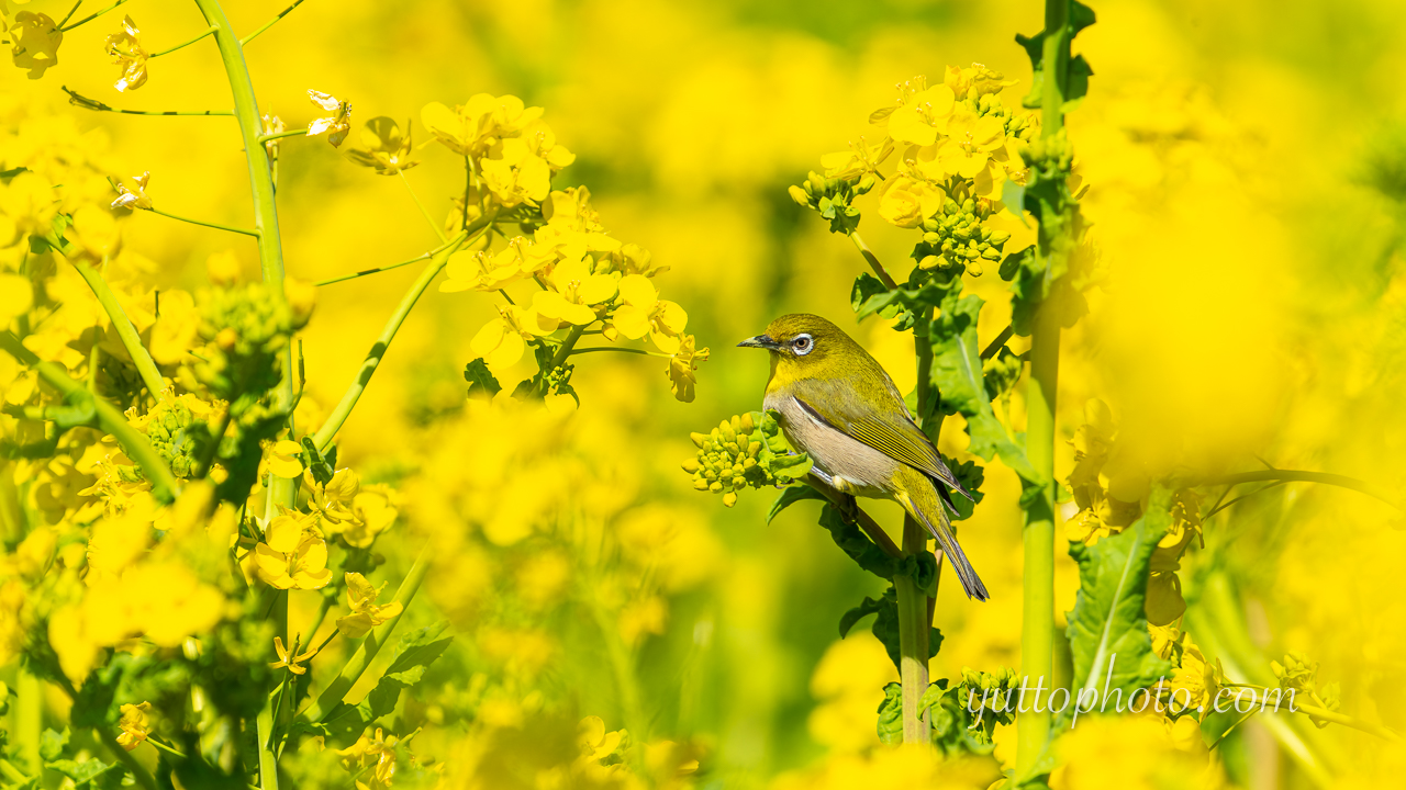 yuttophoto_060025