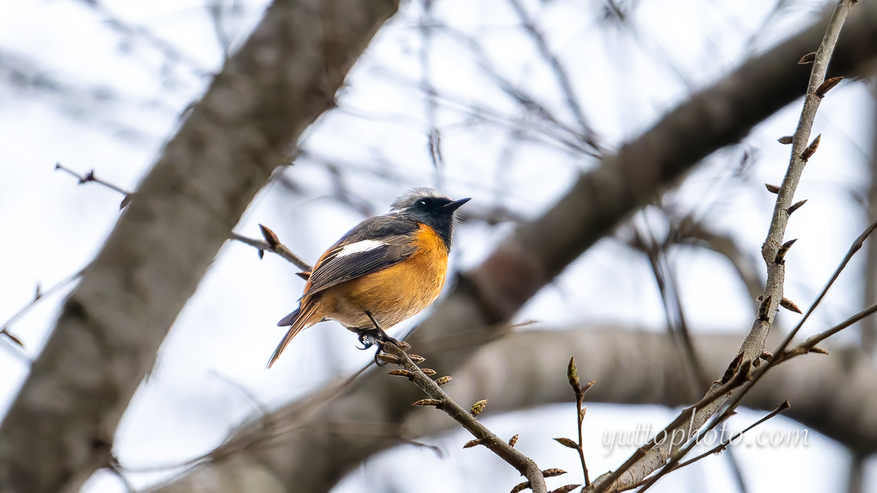 yuttophoto_060027