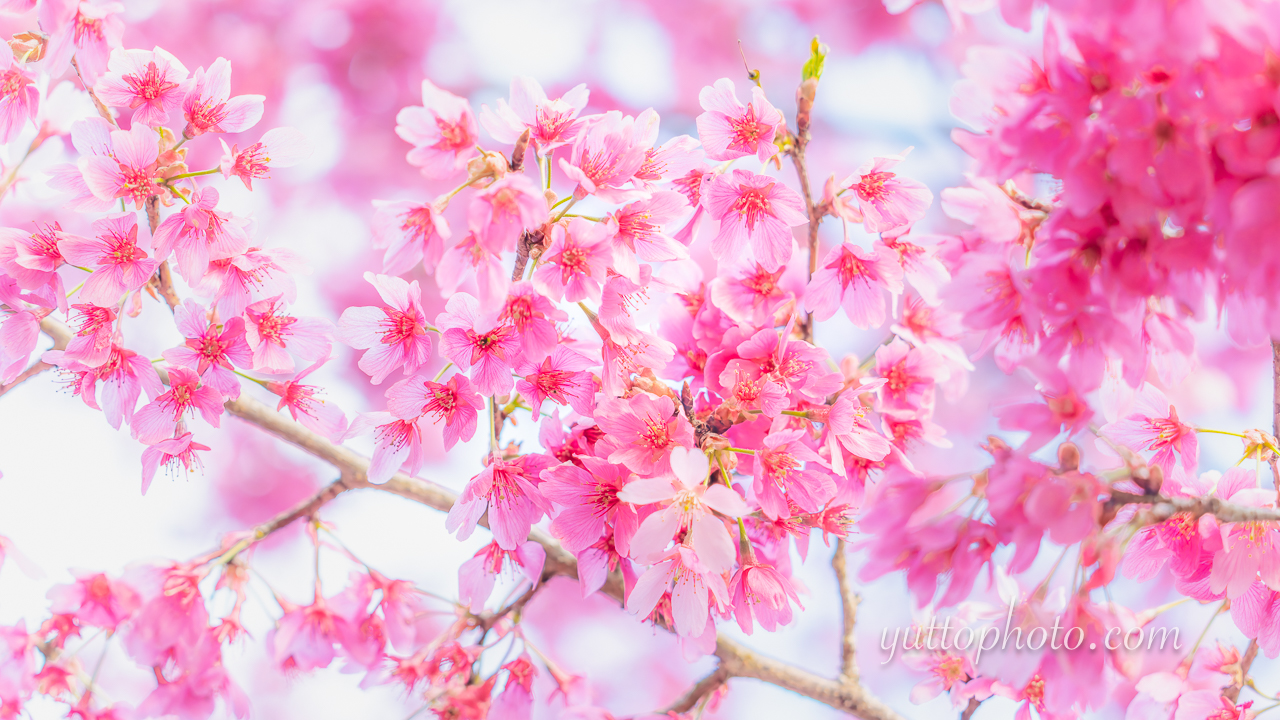 yuttophoto_060028