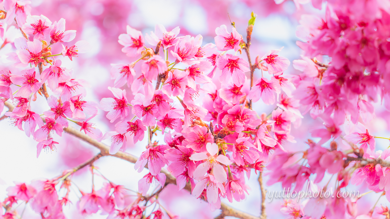yuttophoto_060028