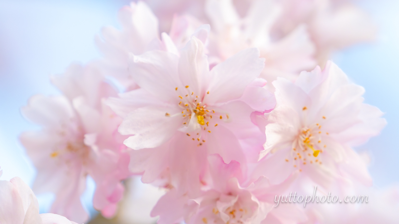 yuttophoto_060029