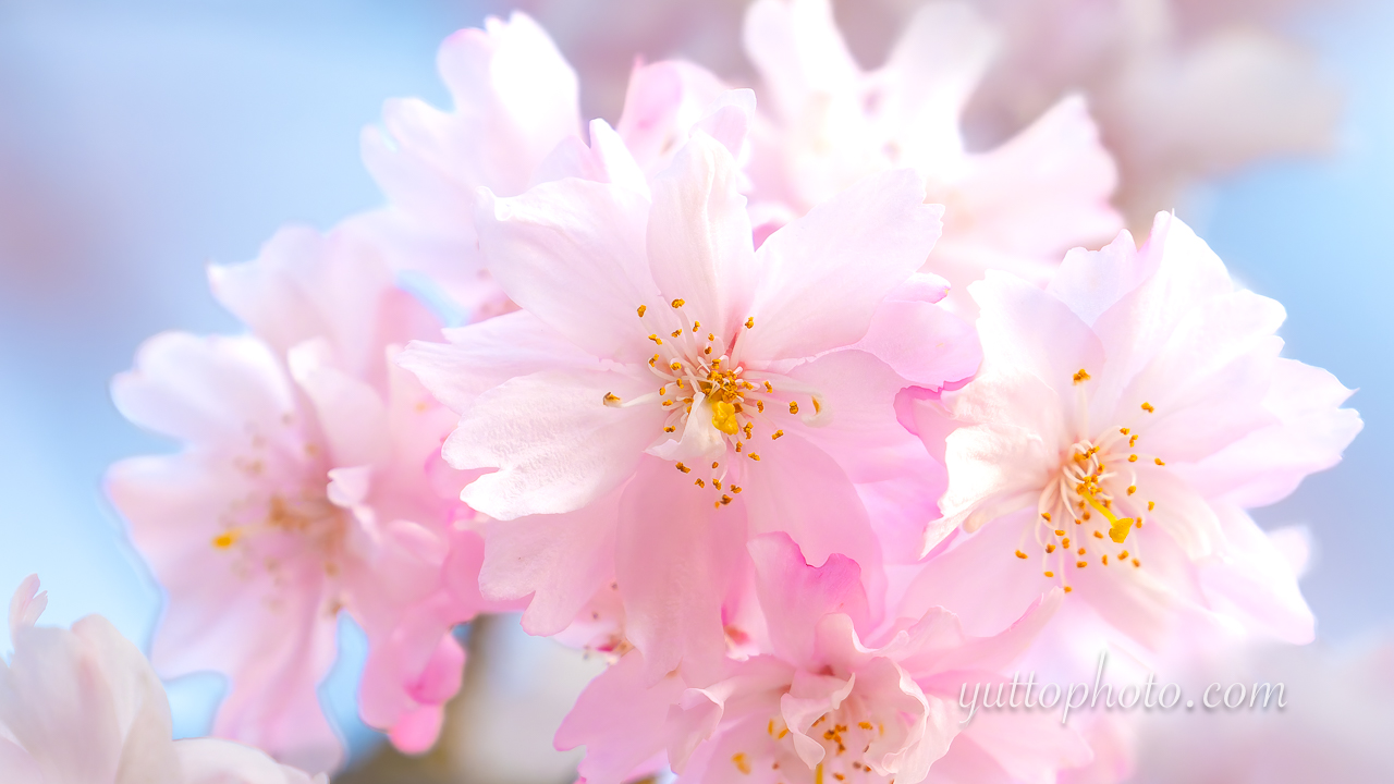 yuttophoto_060030