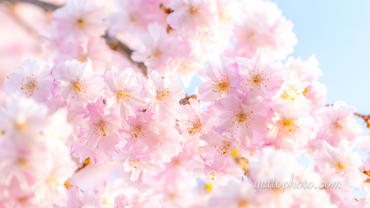 yuttophoto_060031