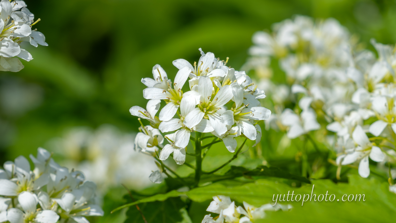 yuttophoto_060033