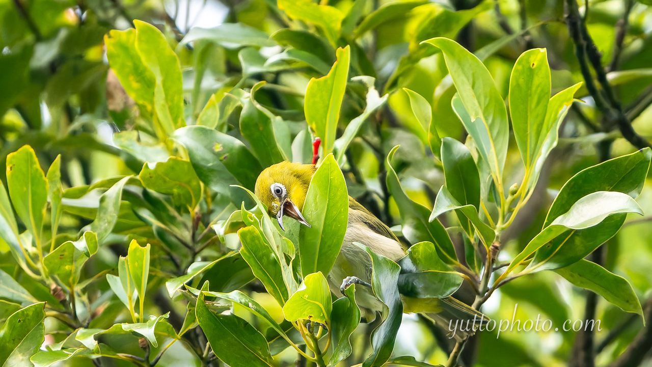 yuttophoto_060036