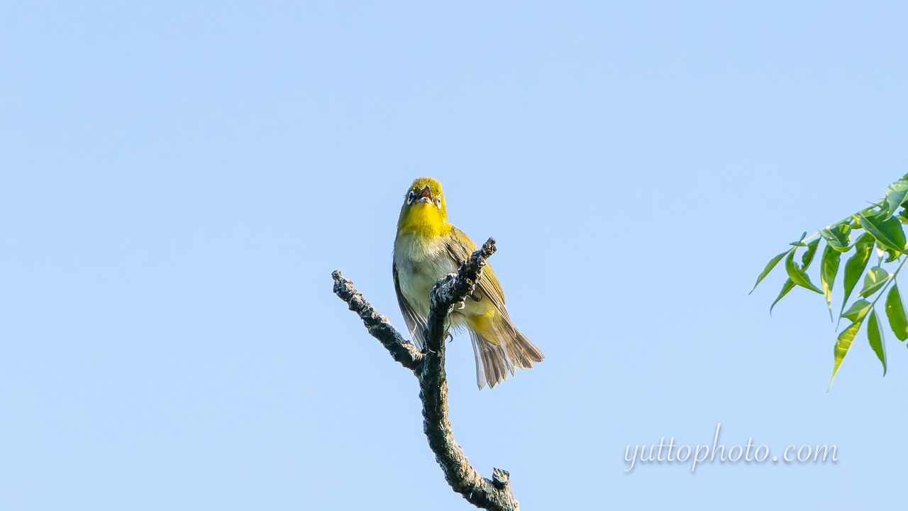 yuttophoto_060037