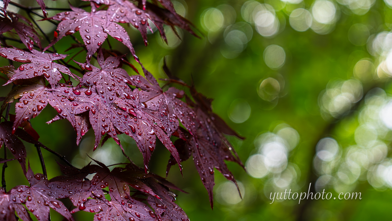 yuttophoto_060037