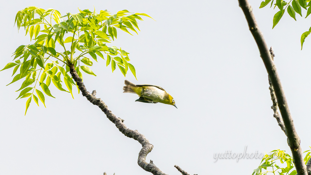 yuttophoto_060038