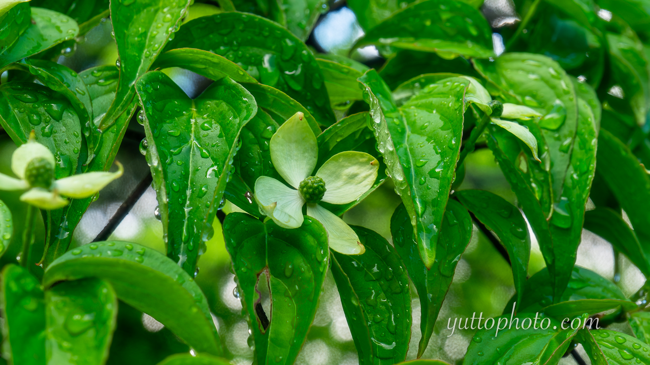 yuttophoto_060038