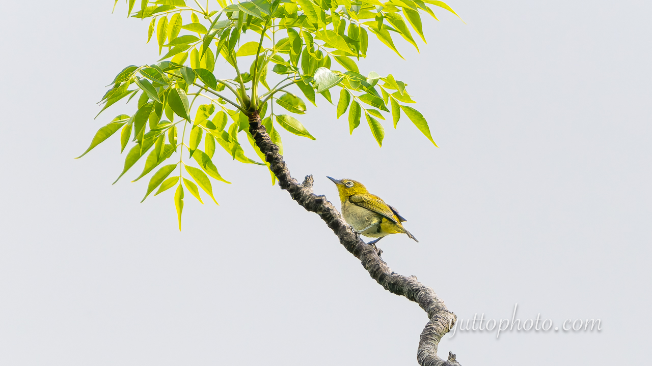 yuttophoto_060039