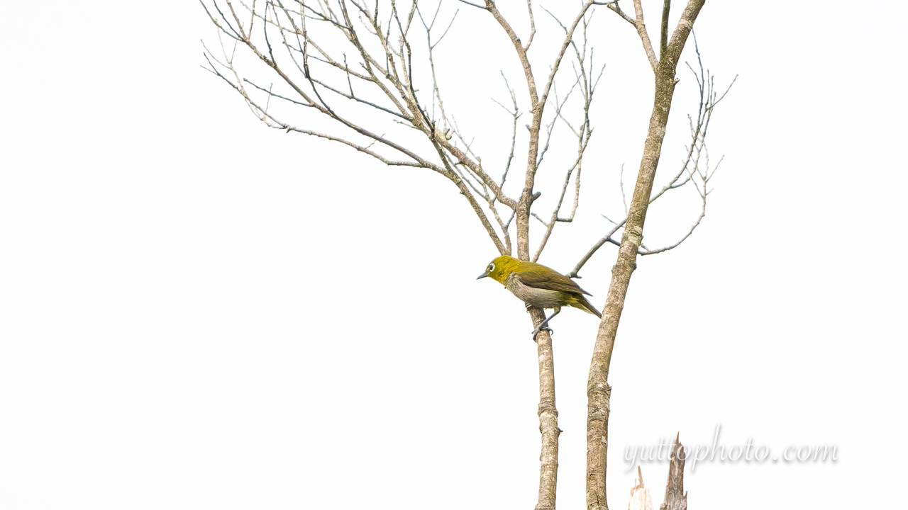 yuttophoto_060040