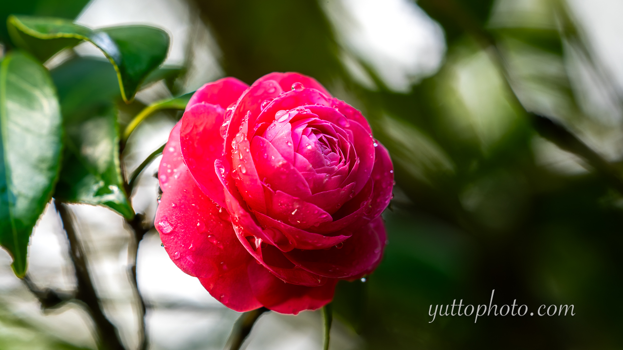 yuttophoto_060040