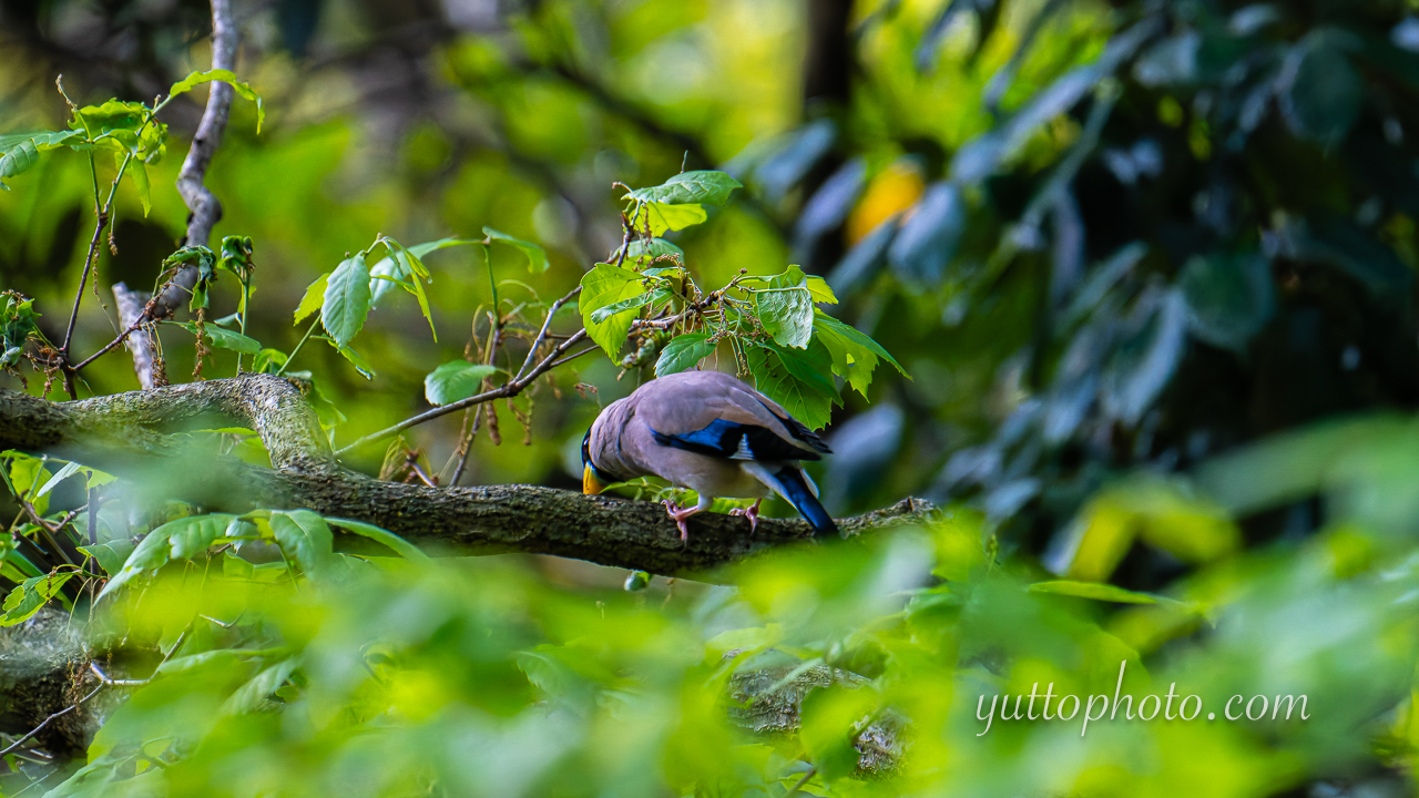 yuttophoto_060041