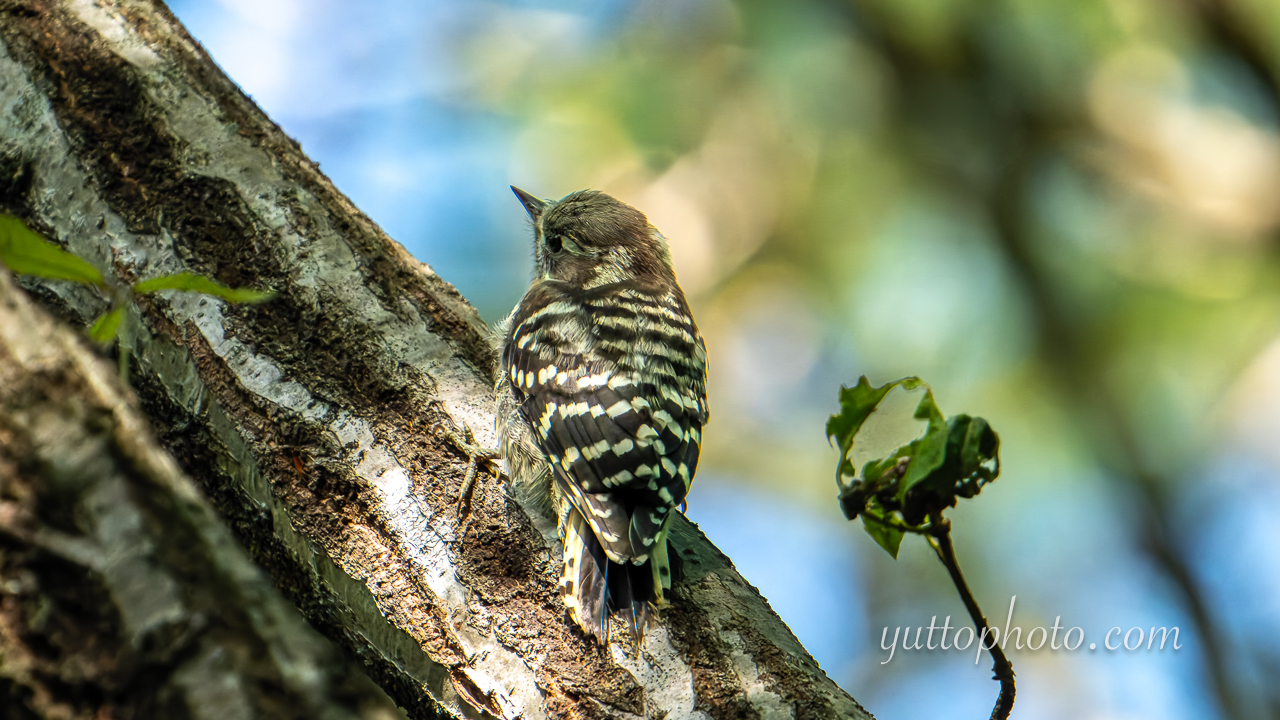 yuttophoto_060044.