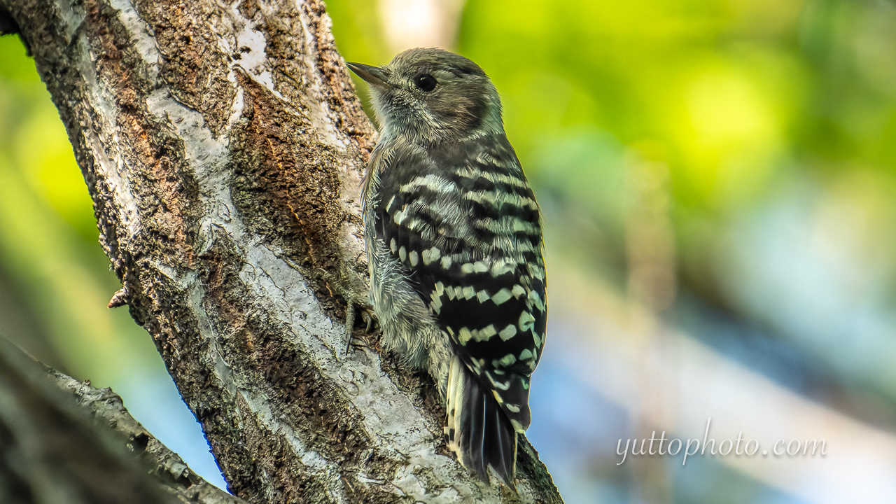 yuttophoto_060045