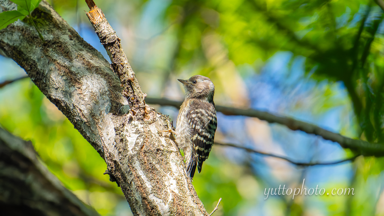 yuttophoto_060046