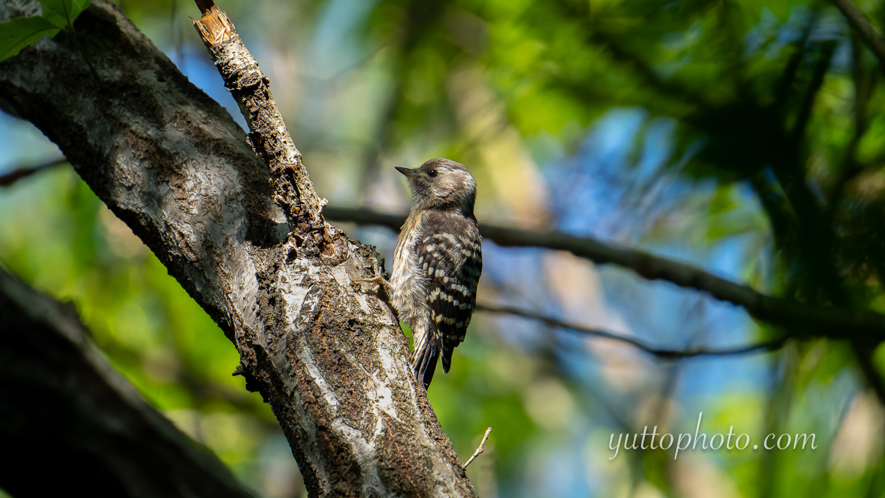 yuttophoto_060046