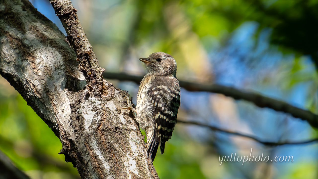 yuttophoto_060047