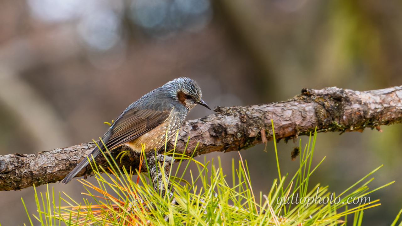yuttophoto_060048