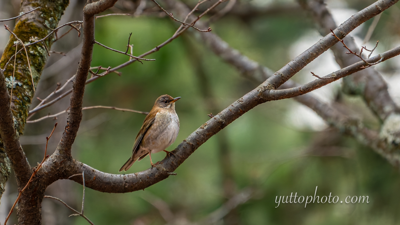 yuttophoto_060049