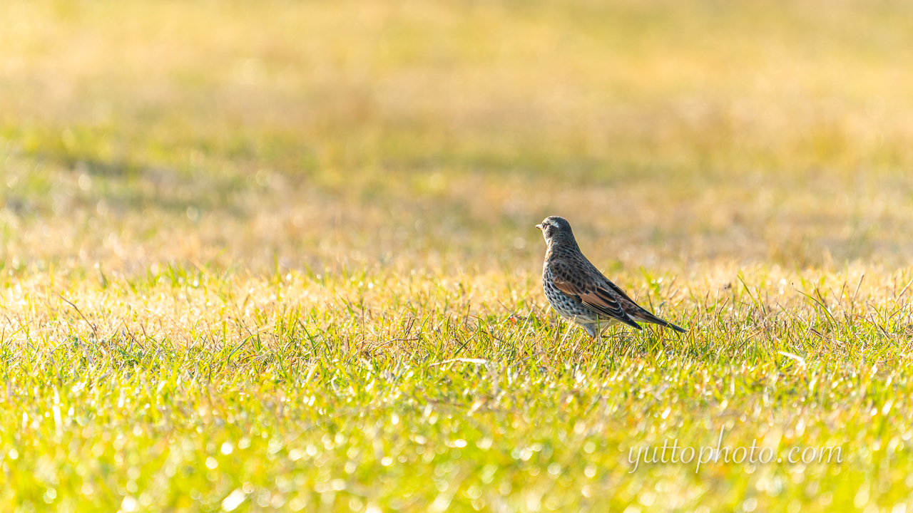 yuttophoto_060052