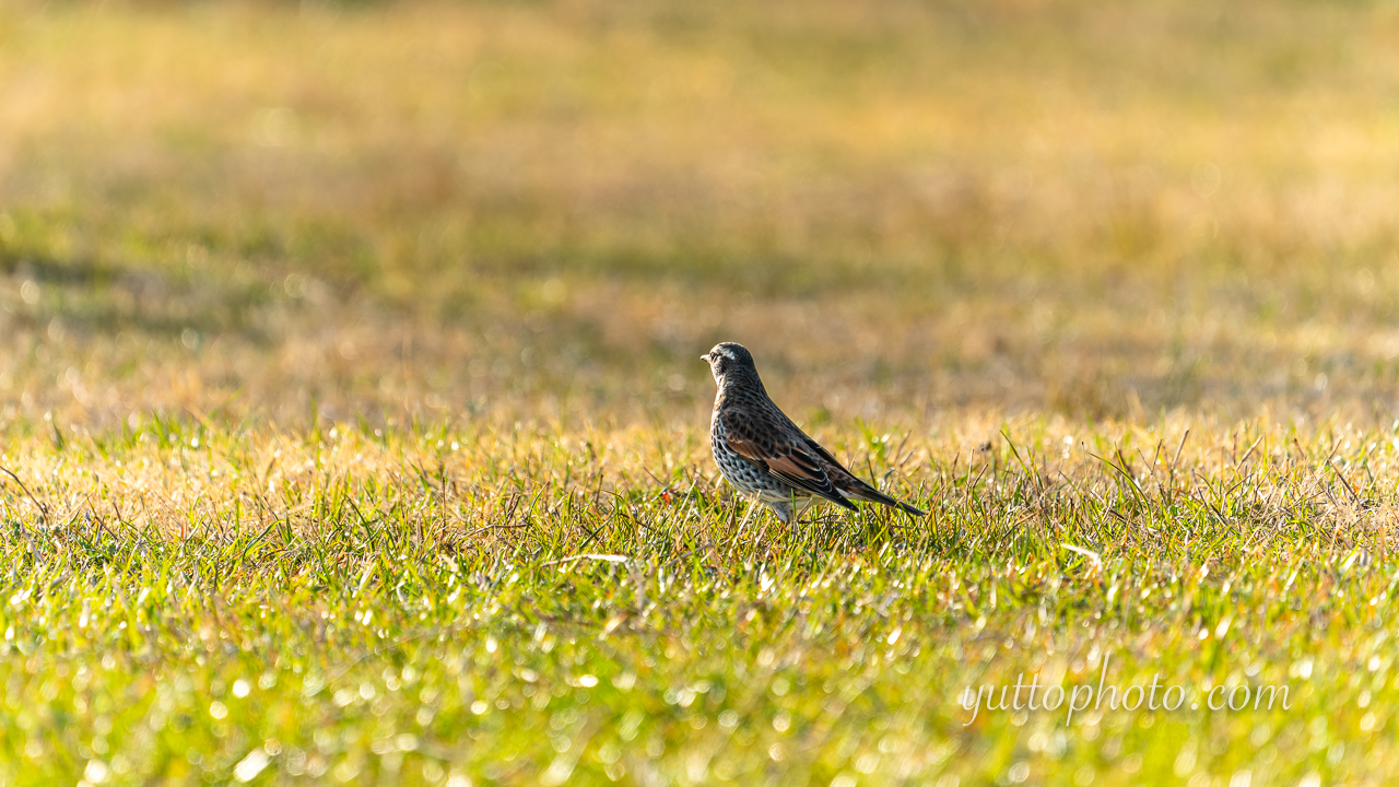 yuttophoto_060052