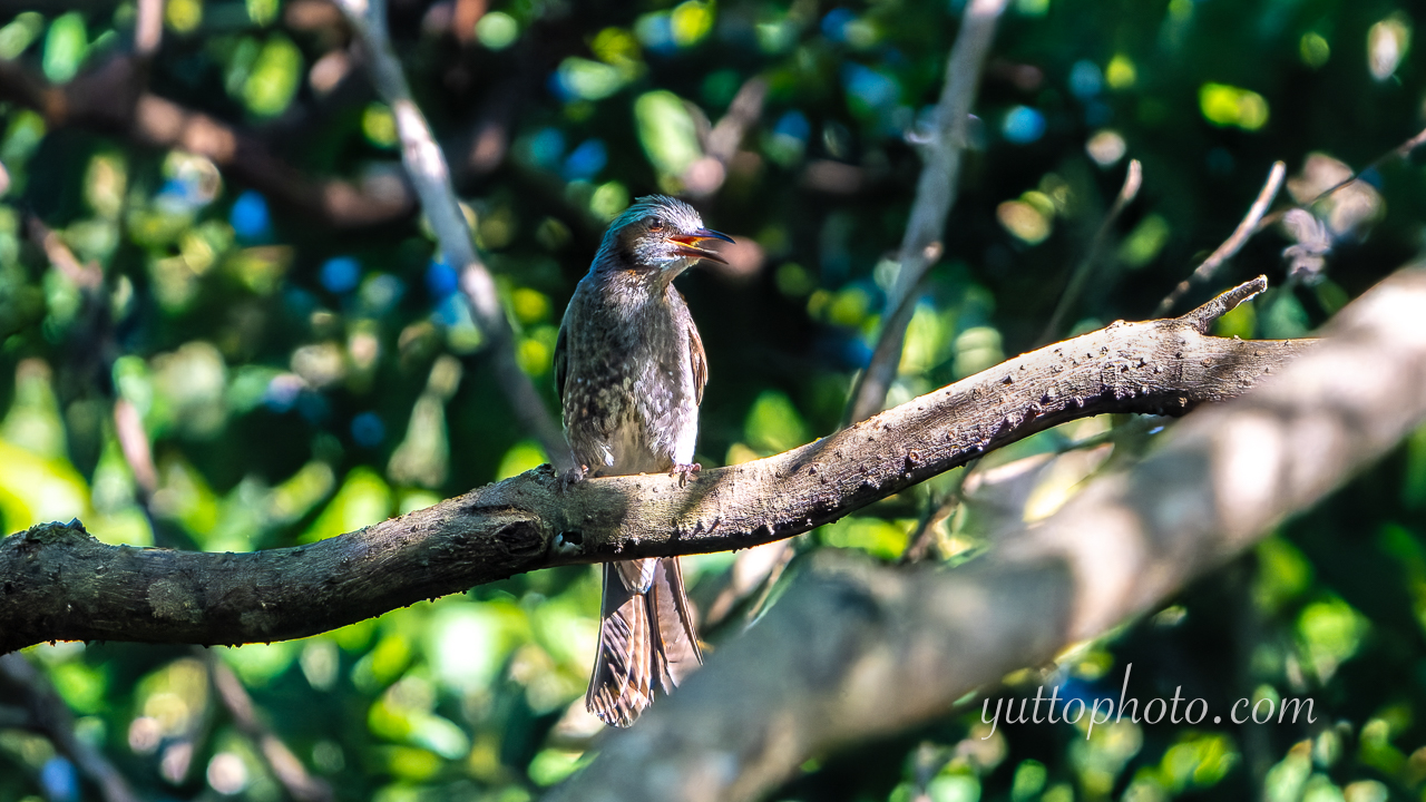 yuttophoto_060053