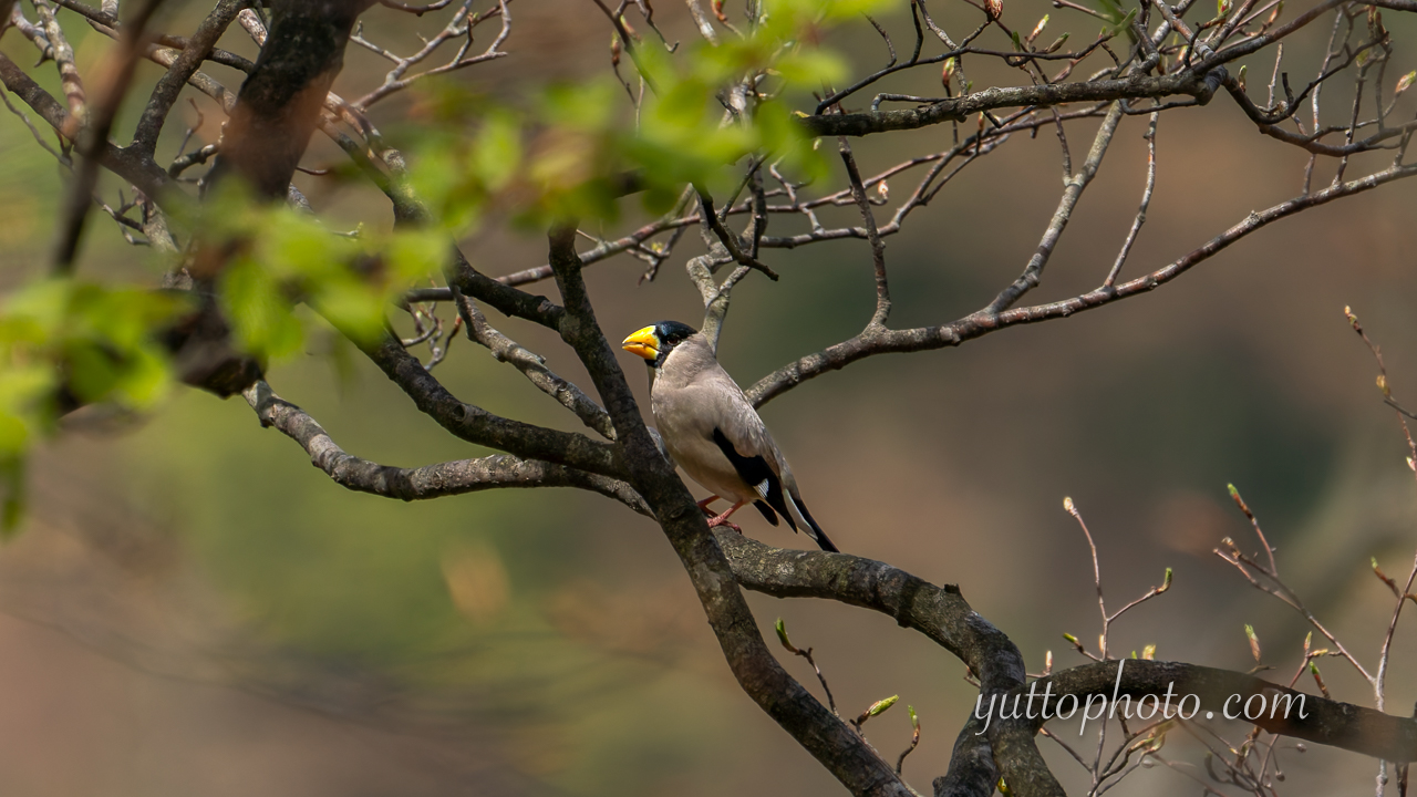 yuttophoto_060053