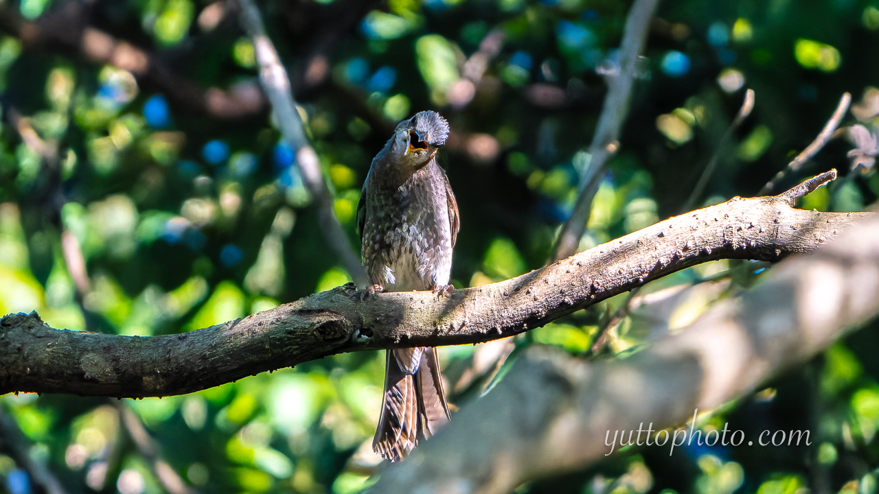 yuttophoto_060054