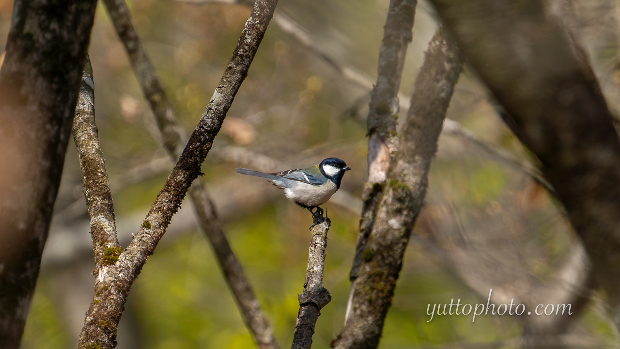 yuttophoto_060054