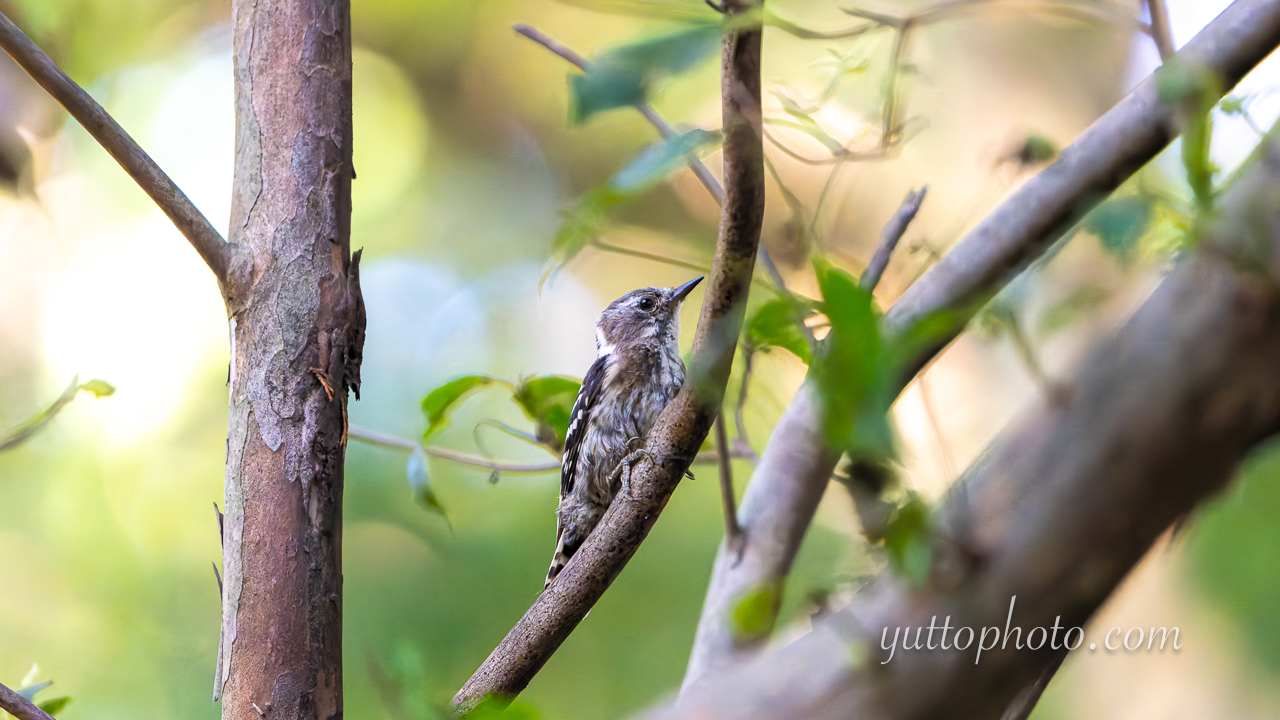 yuttophoto_060043