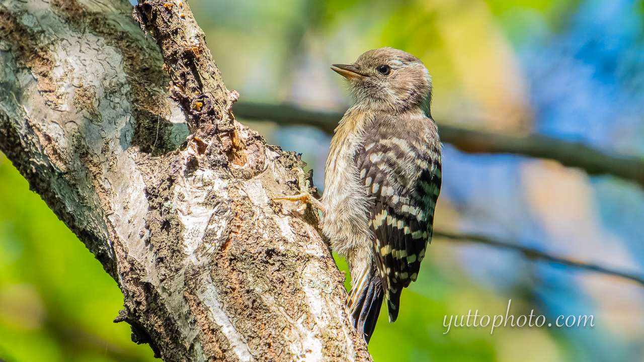 yuttophoto_060045