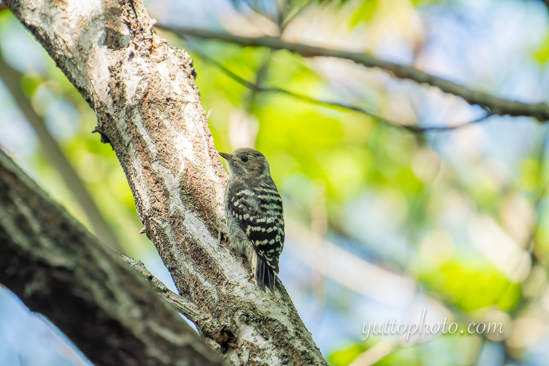 yuttophoto_060047